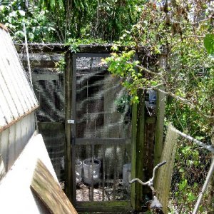 Tucked in behind my shed is my walk in chameleon cage. The shed actually makes up one wall of the cage, which is mostly quarter inch hardware cloth fo