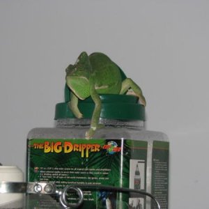 frog on dripper