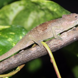 kinyongia oxyrhina - male