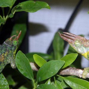 jacksonii jacksonii pair -male #2, female #2