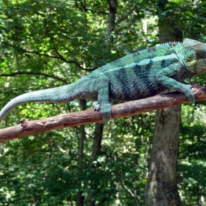 furcifer pardalis - ambanja male (son of SoKool from Screameleons)