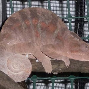 furcifer pardalis - ambanja female