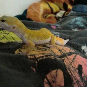 yoshi my leopard gecko