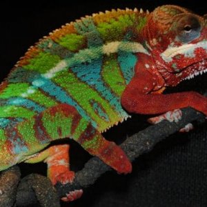 this is shinobies sire franklin if you dont have one of curts epic chameleons your missin out!!!!