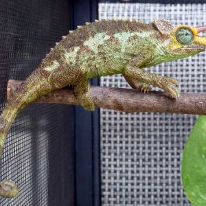 jacksonii merumontanus- male#2