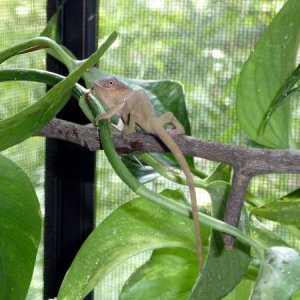 kinyongia oxyrhina female