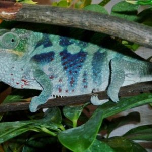 furcifer pardalis - nosy faly (oorana mena) male - bloodline from Screameleons