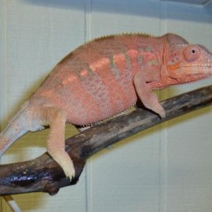 furcifer pardalis - nosy faly (oorana mena) female - bloodline from Screameleons