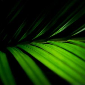 Palm fronds   vista desktop background