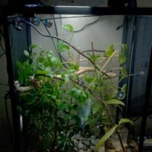 rangos new viv 2