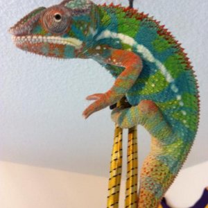 starting to look like his dad from epik chameleons franklin!