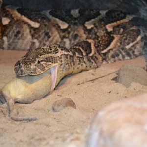 Puff Adder Feeding