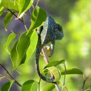 Perched at the top of her ficus.  She can see one of the males from here.