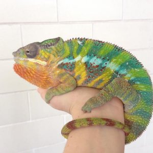 New colors for Oscar