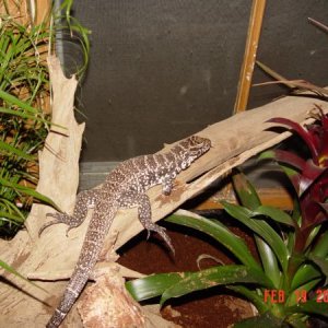 One of the Tegu's checking things out.