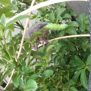 Female panther against giant hornworm