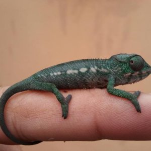 Very colorful baby male ambilobe