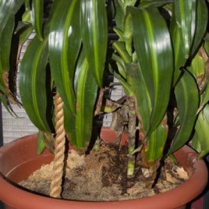 Female Cage Dracena 24x24x48 

Pot approximately 19x15

60lbs or so of sand and soil.