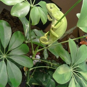 she was chillen on her shaffalera .. i think those branches are gettin too little for her now lol