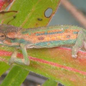 Bradypodion pumilum 4 month male
5/25/12