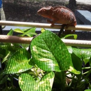 Lilu getting some sun in outdoor enclosure. 
7-19-2012