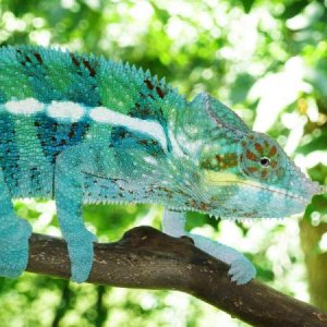 furcifer pardalis - ambanja male (son of SoKool from Screameleons)