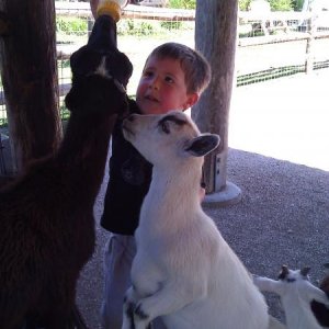 Big boy cash helping with baby goats