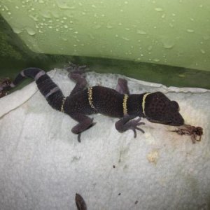 mbd ridden cave gecko, it is a rescue..