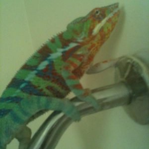 HOMIE ON SHOWER HEAD LOL