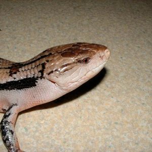 Biggi ( Irian Jaya, Blue Tongued Skink )