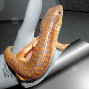 Houdini (Oscillated Skink )