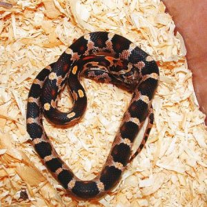 Syrus ( Baby Corn Snake ) Non Feeder sadly died March 09