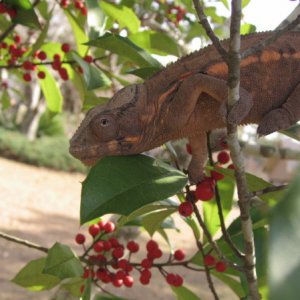 IMG 4540 1   Nebula- Female Blue bar ambanja panther - from Steve Reecy at Chameleon Plantation - Sire Cepheus - Dame - Andromeda