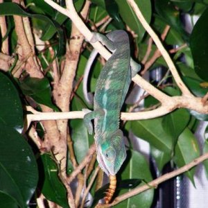 RAFA'S AMBILOBE HUNTING MEAL WORM (4 MONTHS OLD)
Just before being named