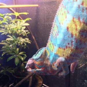 Poseidon from chompers chameleon addict