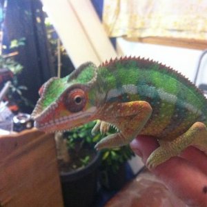 Houdini from jethro at epic chameleons