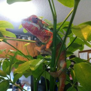 Houdini from Jethro at epic chameleons.