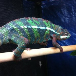 Frankie from Franklin senior at epic chameleons.