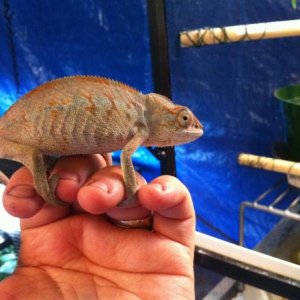 Cherry at 4 months from feugo at tree candy chameleons.