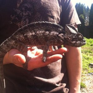 Little Aussie. Wild caught male Oustalets from Florida