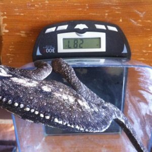 Aussie's weight