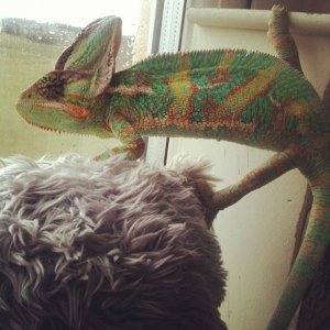 Mylo's favourite pass-time; looking out my bedroom window