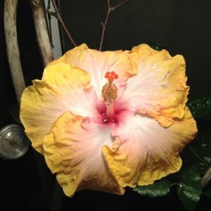 Beautiful Blooming Hibiscus