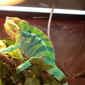 From kammers, came over night in a deli cup no worse for wear. He's a color morph. He is 3.