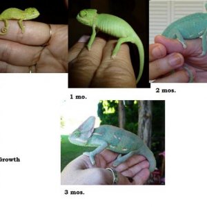 Pascal Growth