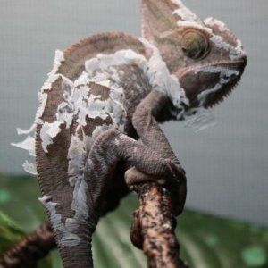 Pascal Shedding