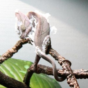 Pascal Shedding and biting at it to pull it off