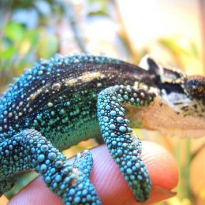 Blueblood Breeder - "comet" Midlands Dwarf Chameleon.