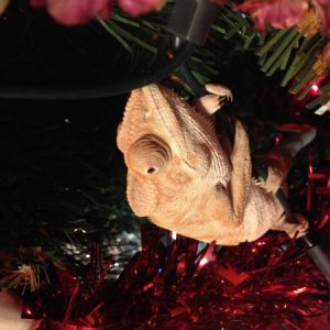 imaged irate Christmas and she's playing in the Christmas tree :)