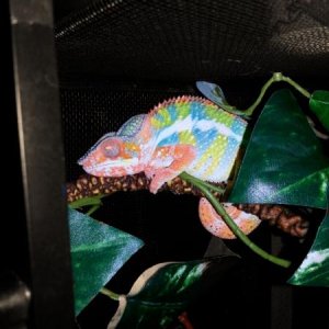 This was a rare shoot I generally don't like to take, but his colors are so light and bright when he sleeps.